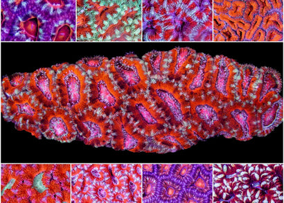 Medium Acan - Acanthastrea lordhowensis Mixed Reds and Pink