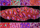 Medium Acan - Acanthastrea lordhowensis Mixed Reds and Pink