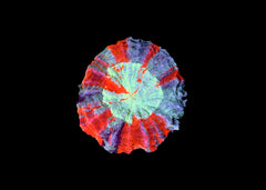 Deshy - Acanthophyllia deshayesiana - Mixed Medium