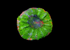 Deshy - Acanthophyllia deshayesiana - Mixed Medium