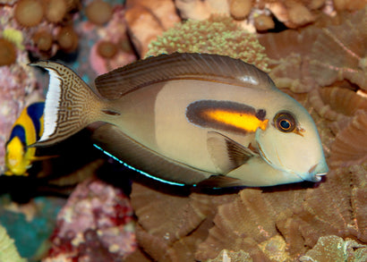 Tang - Orange Shoulder