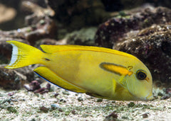 Tang - Orange Shoulder