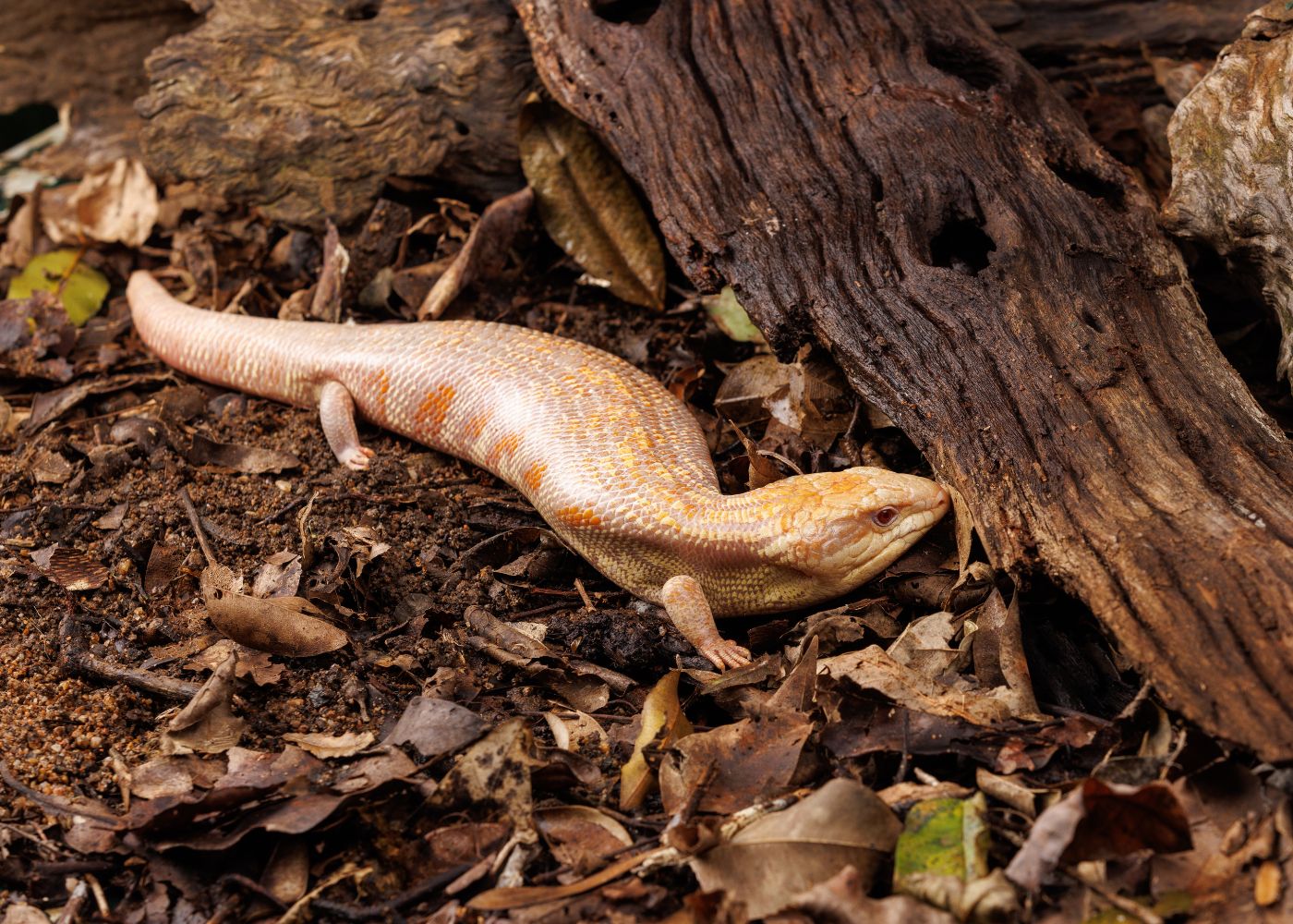 Albino Blue Tongue Lizard on the ground among leaves and wood