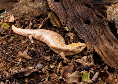 Albino Blue Tongue Lizard on the ground among leaves and wood