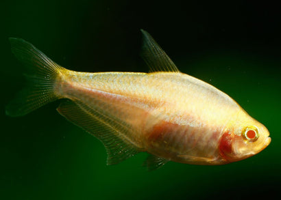 Emperor Tetra - Albino (Special 6 for $40)