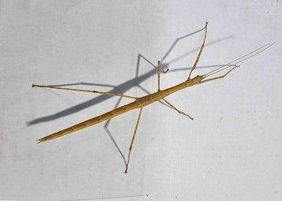 stick insect cyclone larry