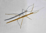 stick insect cyclone larry