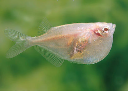 Hatchetfish - Albino Common