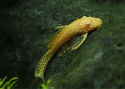 Bristlenose - Albino Longfin