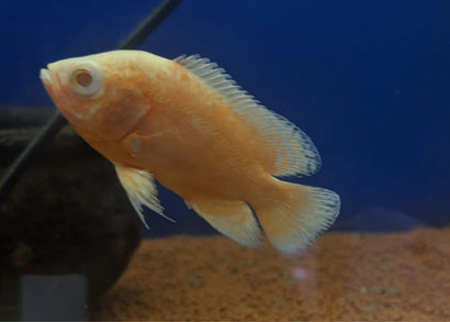 Oscar - Albino Copper