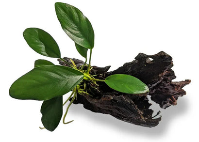 Anubias Lucy Driftwood Creation