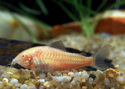 Corydoras - Pepper Albino