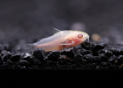 Corydoras - Pygmaeus Albino
