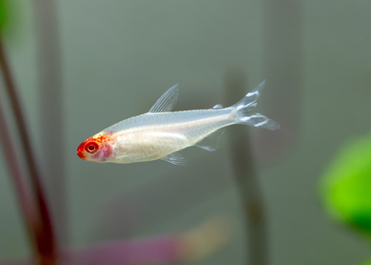 Rummynose Tetra - Albino Special (6 for $45)
