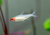 Rummynose Tetra - Albino