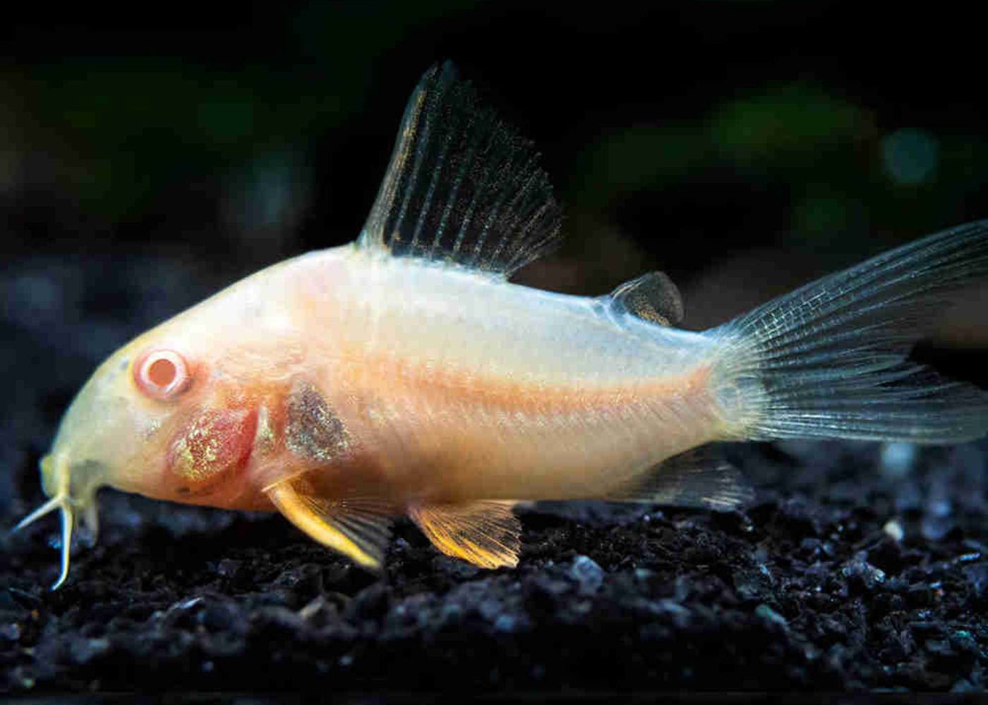 Sterbai Cory - Albino