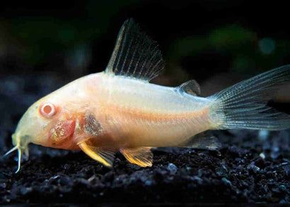 Sterbai Cory - Albino