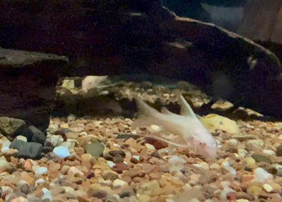 Corydoras - Albino Long Fin Pepper