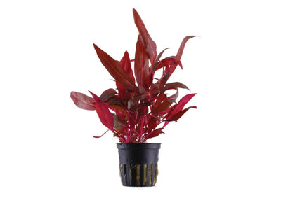Alteranthera rosanervig - Potted