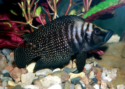 Altolamprologus Calvus