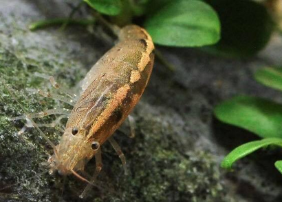 Amano Shrimp - Caridina typus