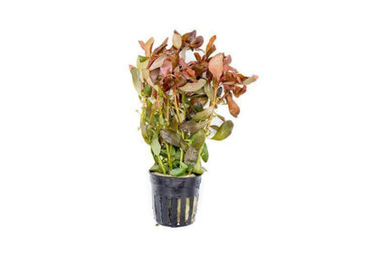 Ammania gracilis - Potted