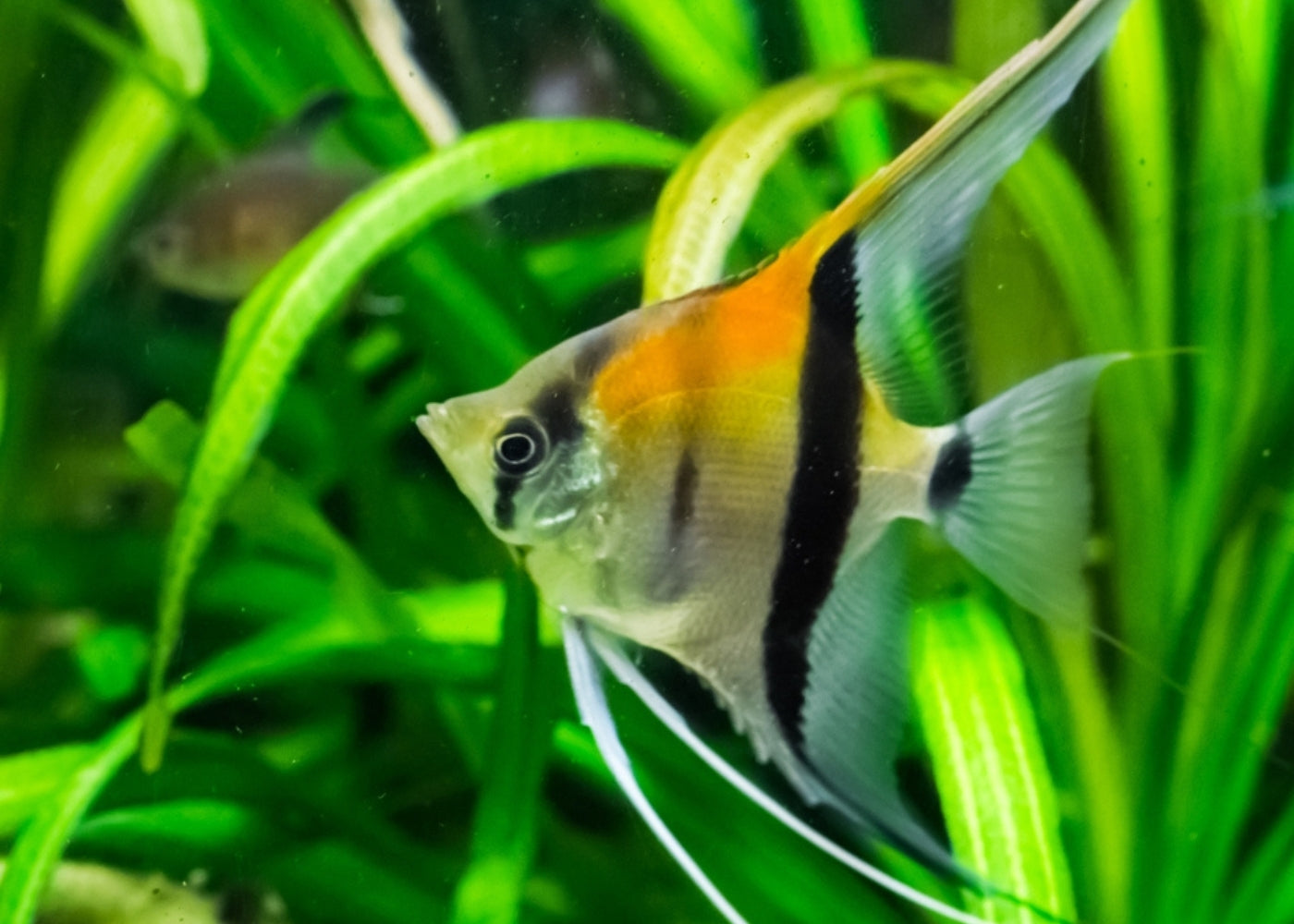 Best Aquarium for Angel Fish: Ultimate Guide to Perfect Tanks