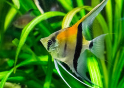 Angelfish - Amapa Red Back