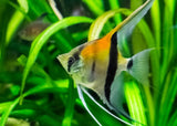 Angelfish - Amapa Red Back