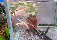 Angel - Red Cap Diamond Longfin