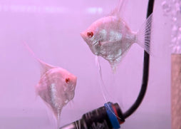 Two silver angelfish in an aquarium with a pinkish-purple background