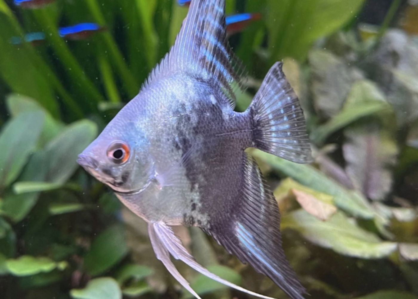 Angelfish - Paraiba