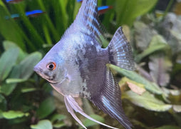 Angelfish - Paraiba