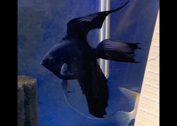 Black Longfin Angelfish