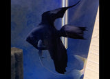 Black Longfin Angelfish