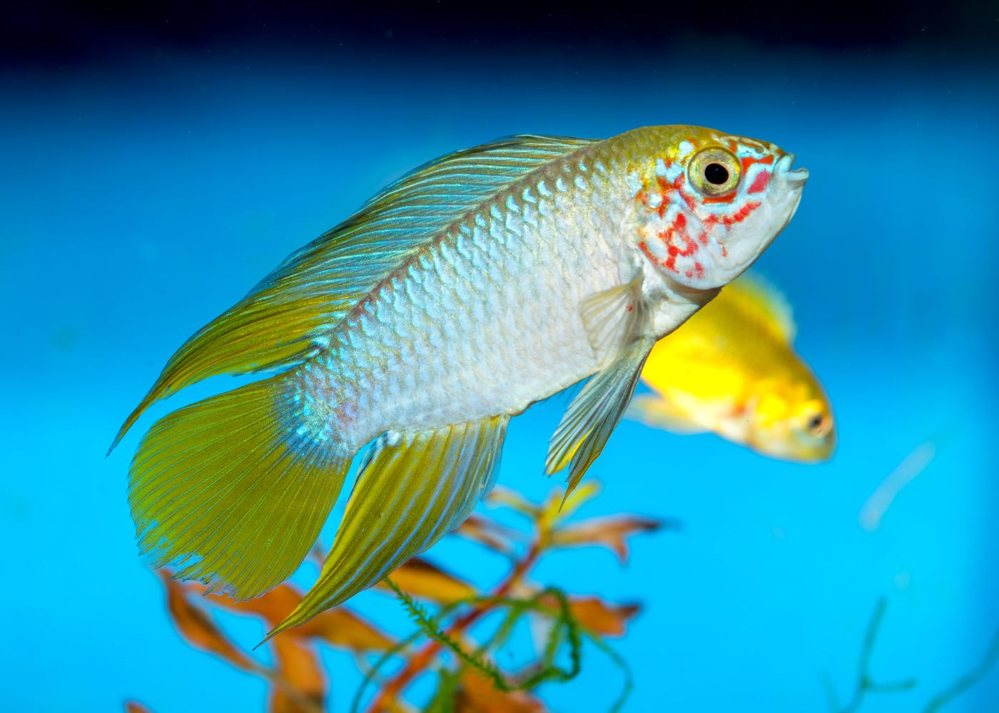 Apistogramma Borelli