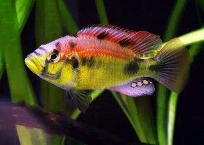 Astatotilapia Aeneocolour - Yellow Belly Albert