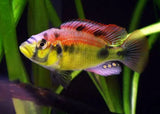 Astatotilapia Aeneocolour - Yellow Belly Albert
