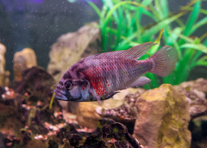 Burton's Mouthbrooder - Astatotilapia Burtoni