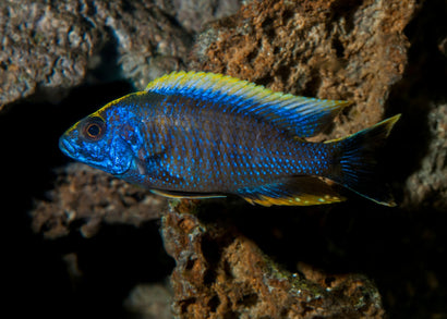 Blue and yellow sulphur crested fish swimming among rocks in aquarium