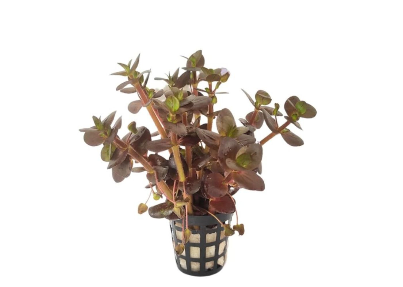 Bacopa salzmanni Purple - Potted