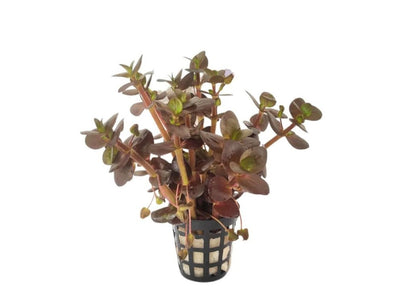 Bacopa salzmanni Purple - Potted