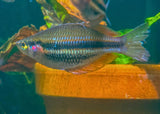 Banded Rainbow - Batavia Rainforest - M. trifasciata