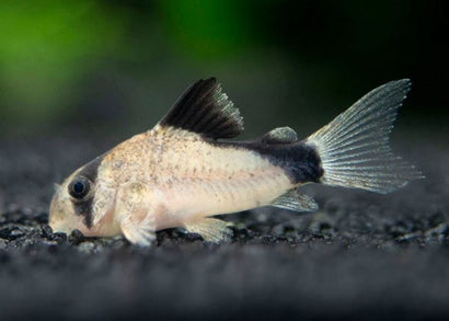 Corydoras Metae - Bandit Cory