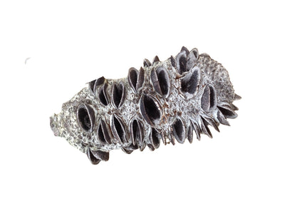 Banksia Cone - Botanical