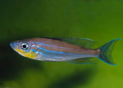 Benthochromis Tricoti