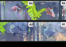 Betta - Assorted fancy - video