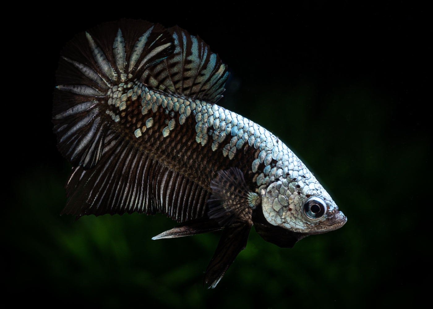 Shop Live Fish | Fighter - Male HMPK - Samurai Betta – Coburg Aquarium