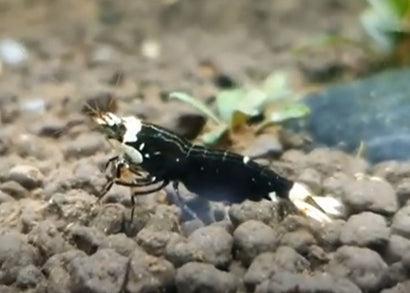 shrimp  black ninja