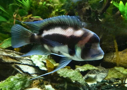 Coburg Aquarium Black Widow Frontosa | African Cichlid 